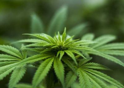New Congressional Bill Requires VA To Study Medical Marijuana For Veterans